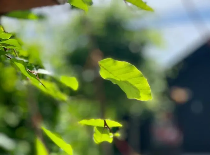 Karakter 4* Den Dungen